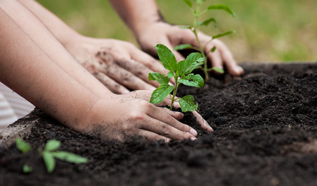 aforestation aforestation