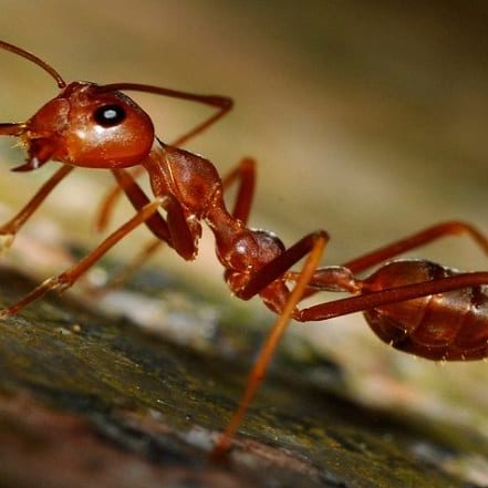 invertebrates for album