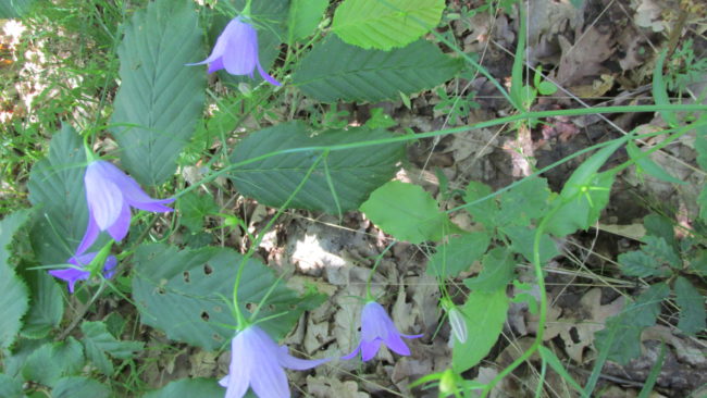 Campanula abietina