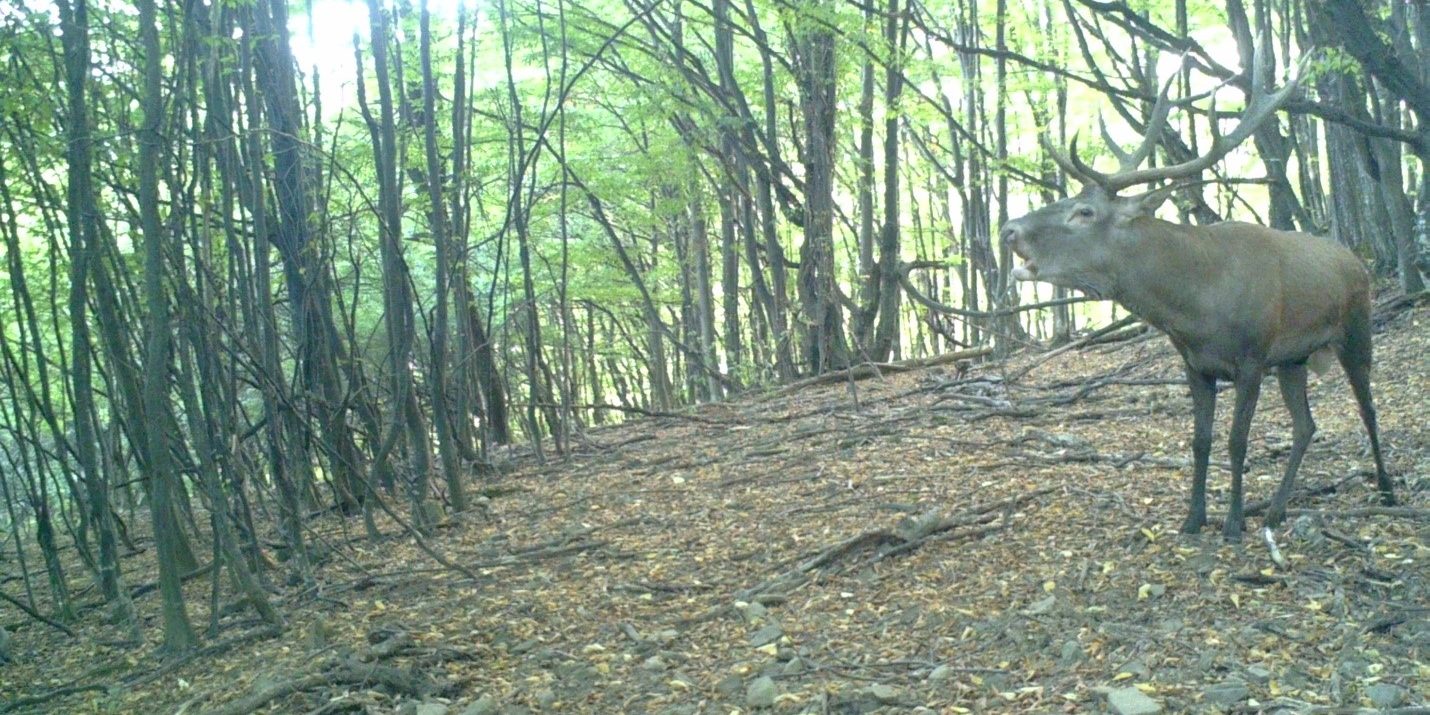 Red deer (Cervus dama) – CBC-Forest