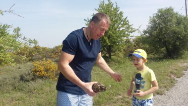 Hermann's tortoise (Testudo hermanni)