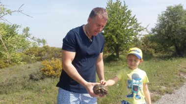 Hermann's tortoise (Testudo hermanni)