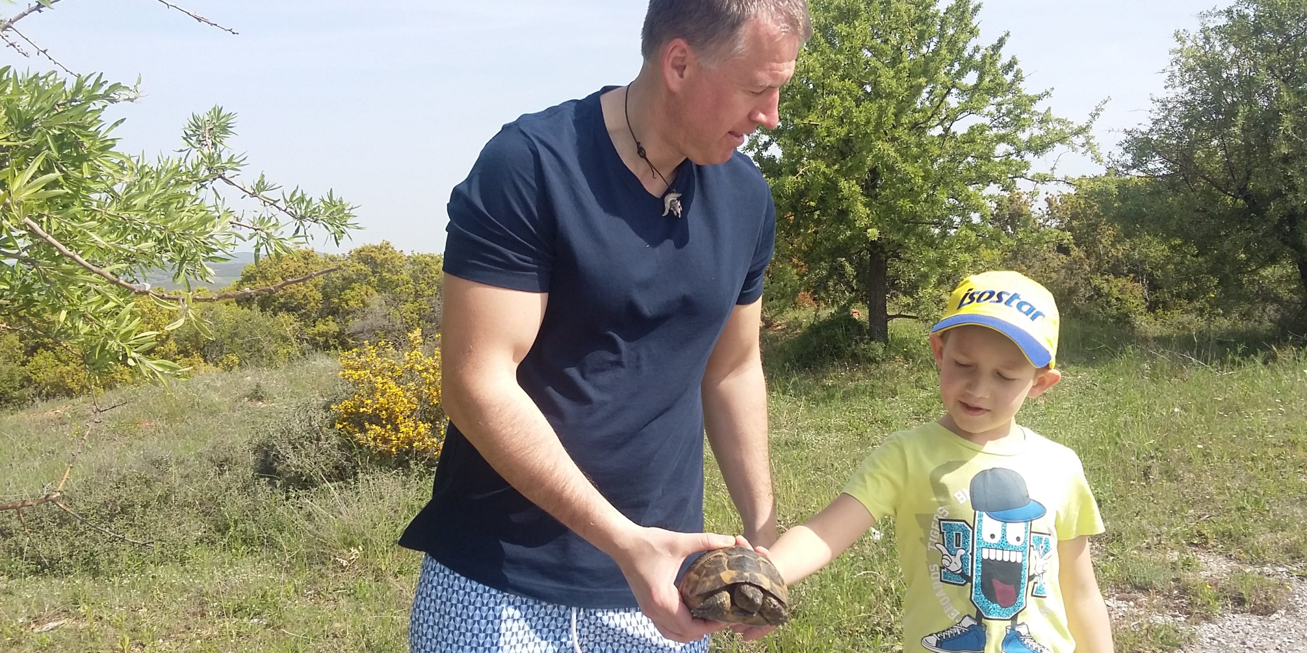Hermann's tortoise (Testudo hermanni)
