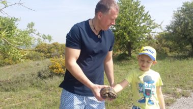 Hermann's tortoise (Testudo hermanni)