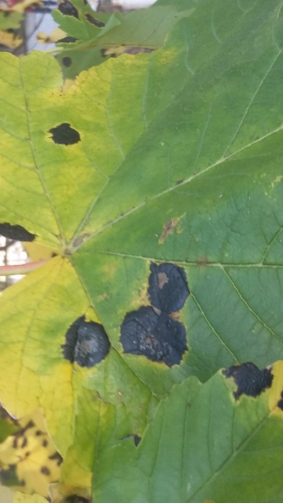 Black spots on maple leaves (Rhytisma acerinum) CBCForest