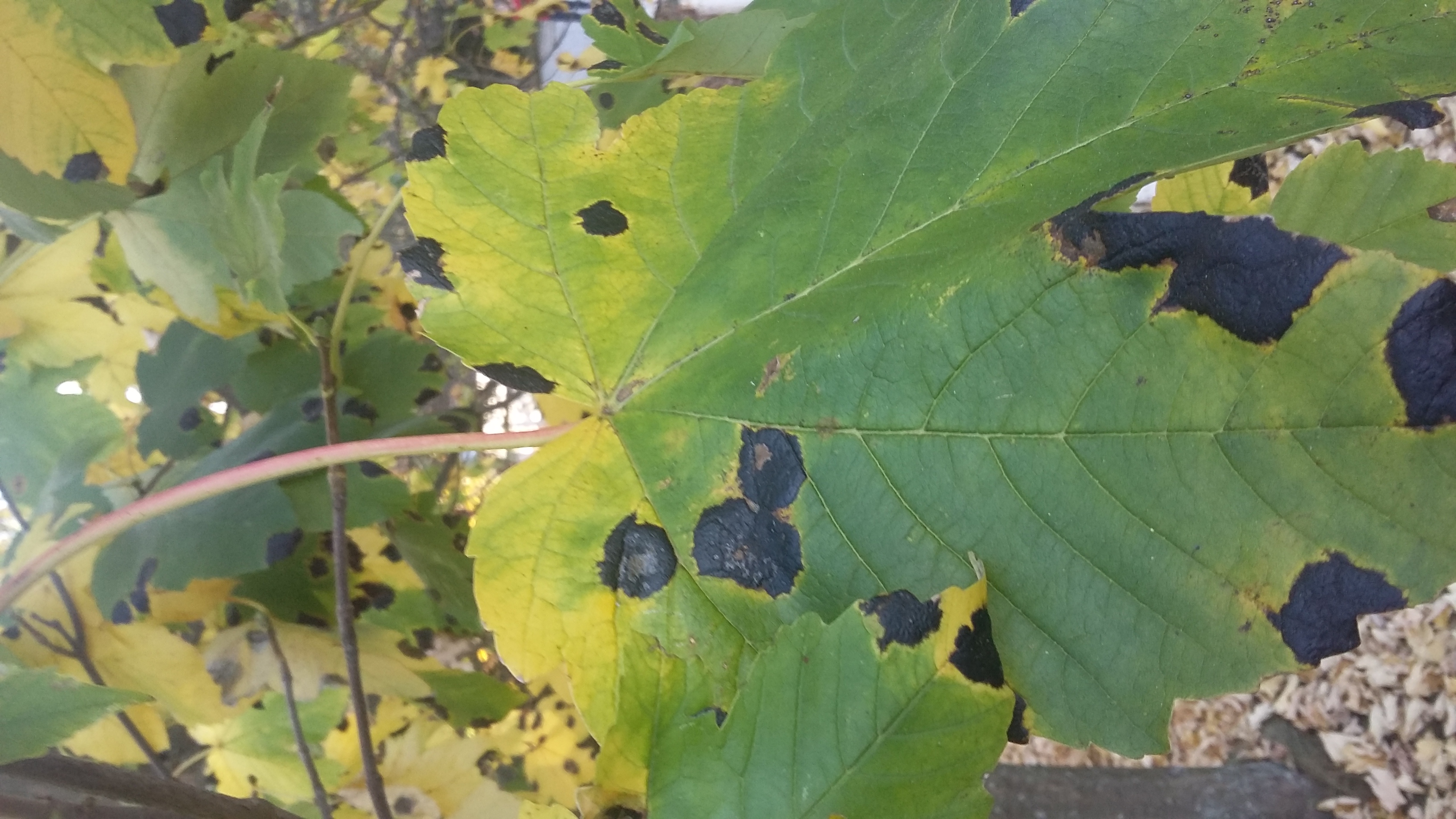 Black Spots On Maple Leaves Rhytisma Acerinum CBC Forest