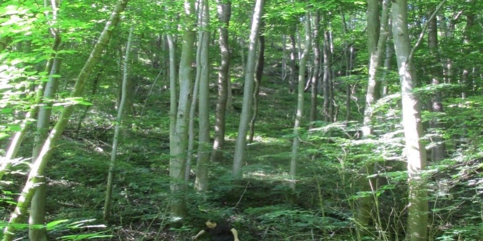 букова гора