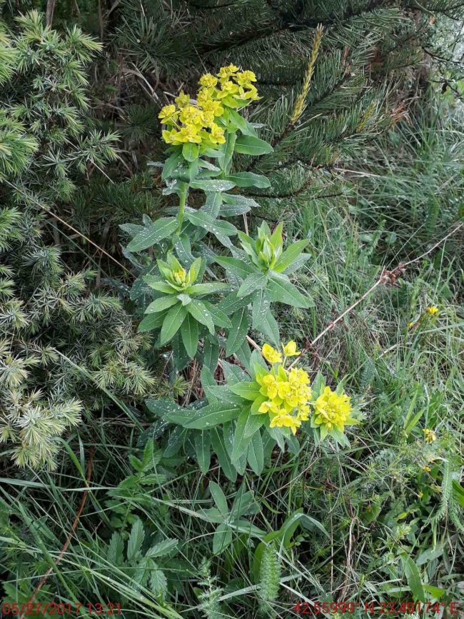 Дълголистна млечка, Euphorbia oblongata