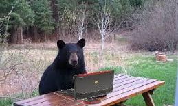Bear