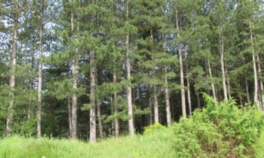 Иглолистни култури (Coniferous artificial stands)