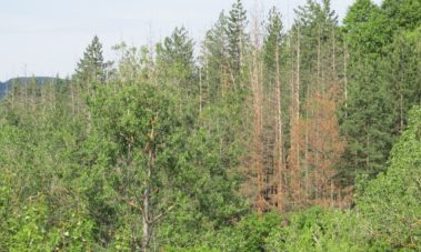 Съхнене на иглолистните култури  (Drying of coniferous artificial stands)