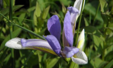 Тревиста перуника (Iris graminea)