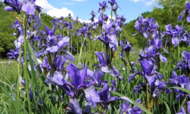 Сибирска перуника (Siberian Iris)