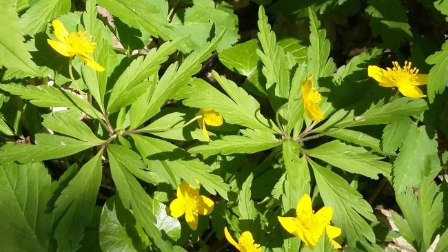 Anemone ranunculoides