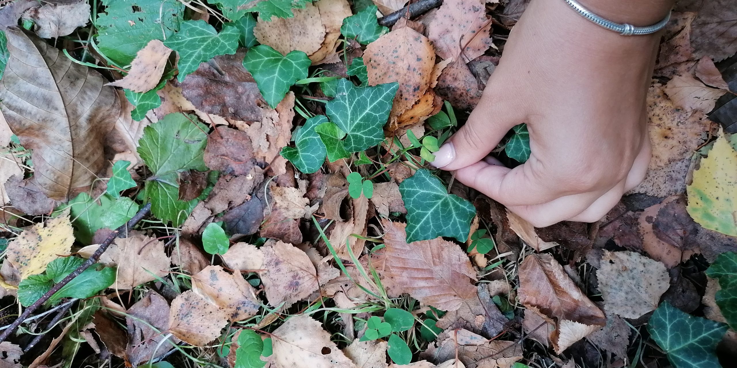 Бръшлян (Hedera helix)