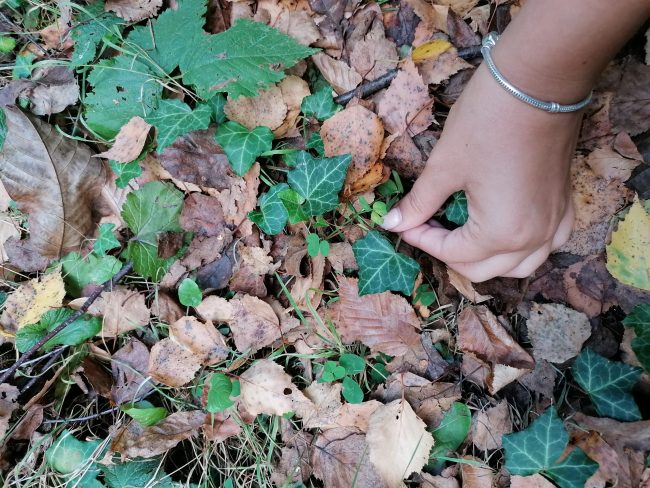 Бръшлян (Hedera helix)