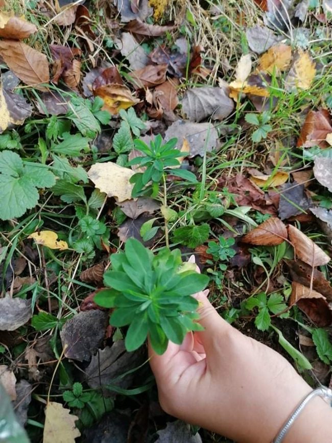 Горска млечка (Euphorbia amygdaloides)