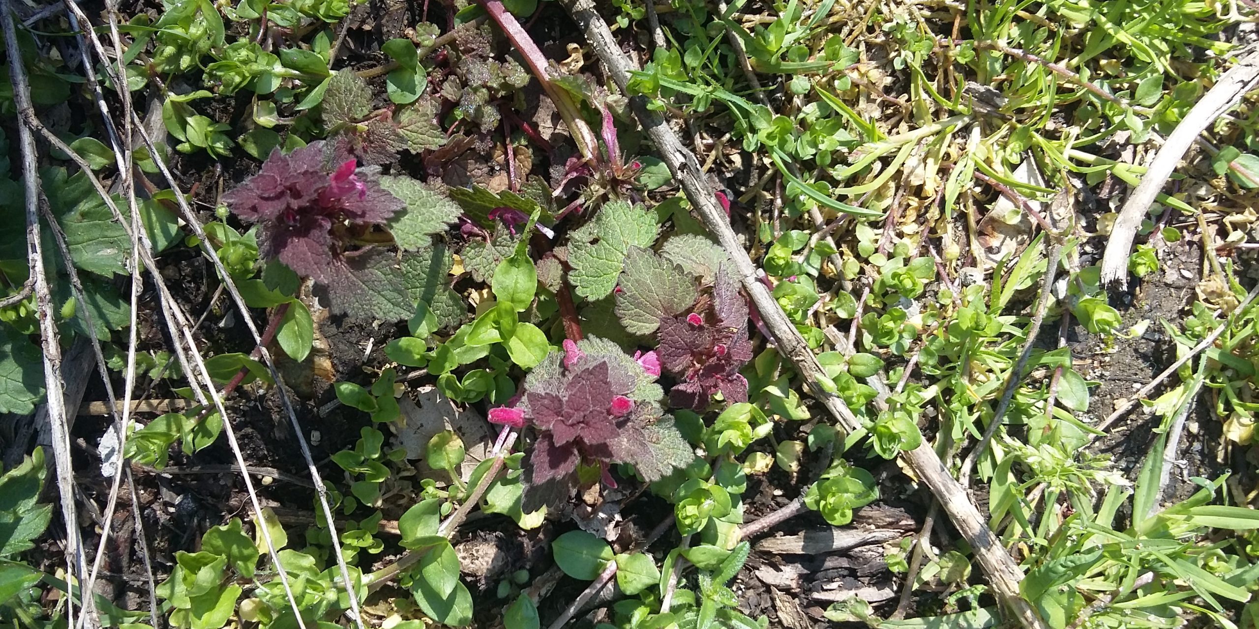 Червена мъртва коприва (Lamium purpureum) Red dead-nettle – CBC-Forest