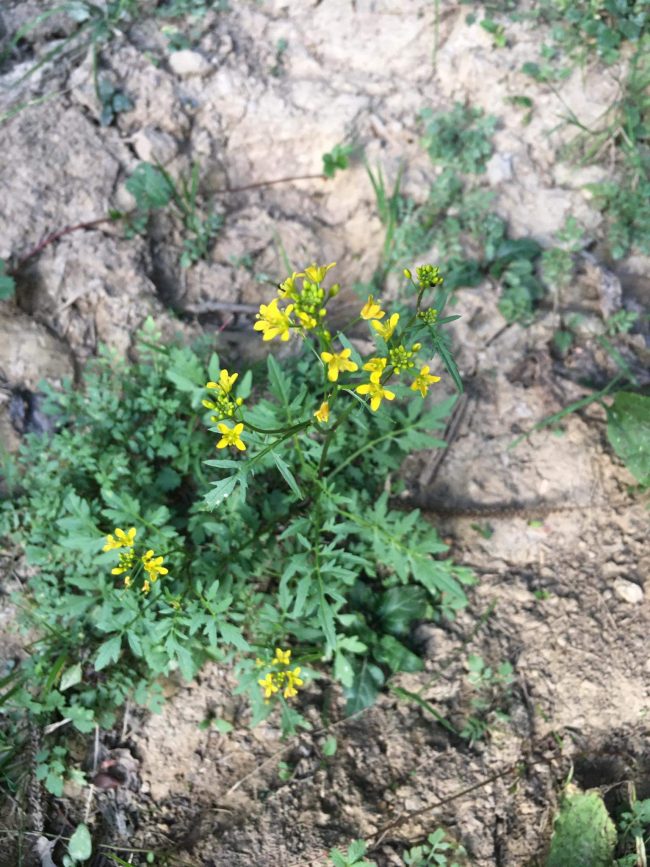 Горски пореч (Rorippa sylvestris) Creeping yellowcress