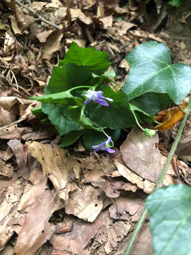 Горска теменуга (Viola riviniana) Common dog-violet
