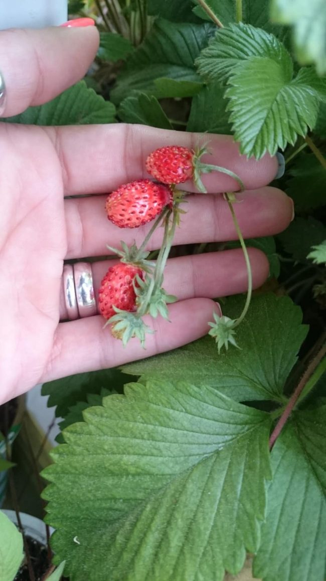 Дива ягода (Fragaria vesca) Wild strawberry