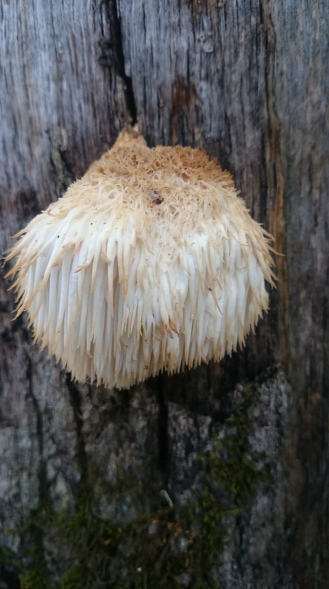 122976697_686904015578167_2201643671905278817_n