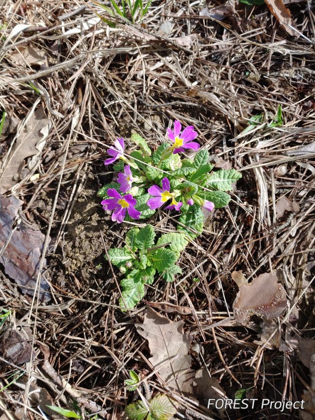 Иглика (Primula vulgaris) Common primrose