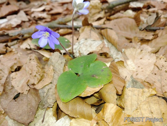Гълъбови очички  (Hepatica nobilis) Common hepatica