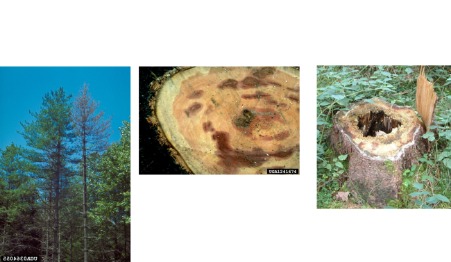 Коренова гъба (Heterobasidion annosum)
