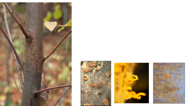 Некрози от Cryphonectria parasitica