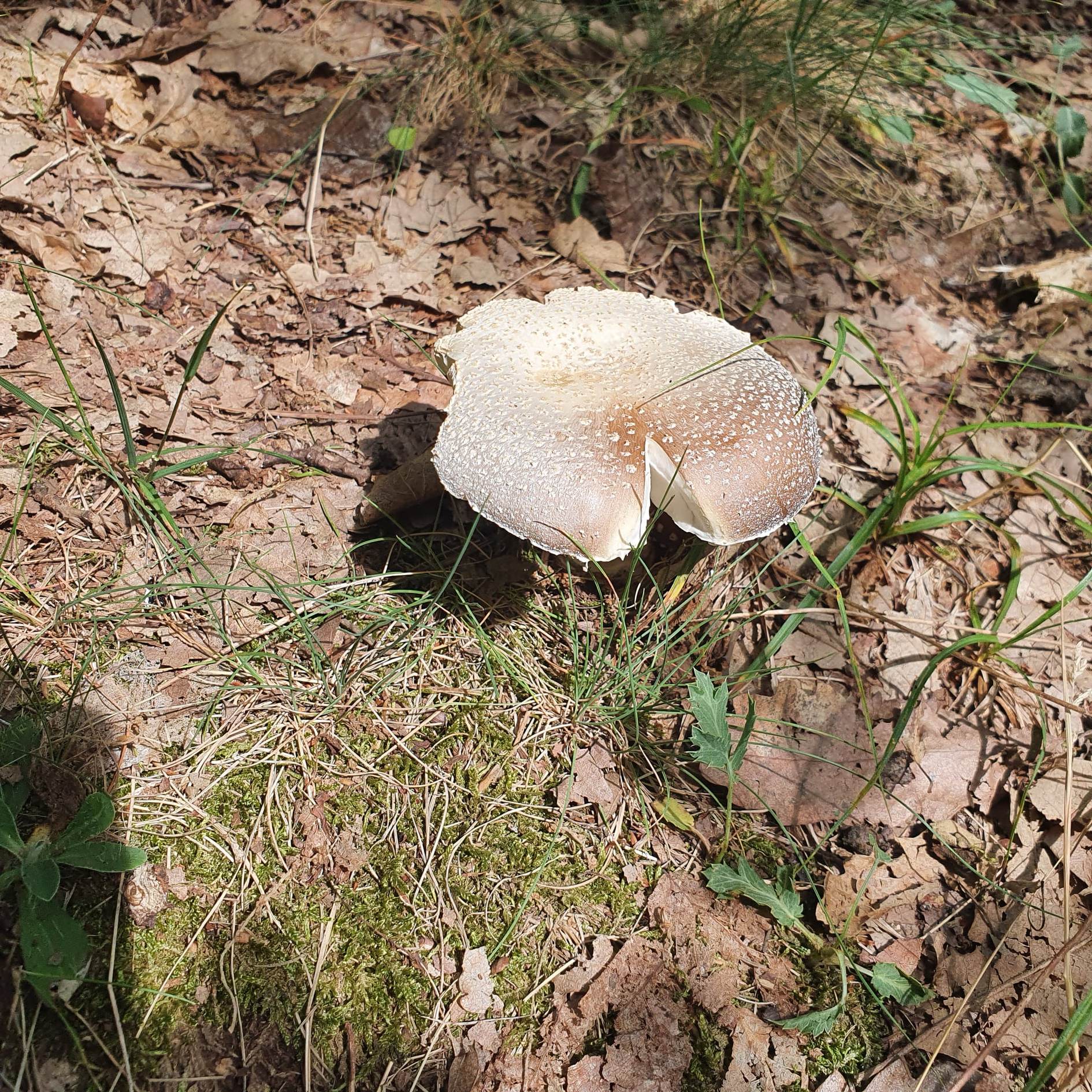 348382273_578354854282729_7220299661489674743_n (1)